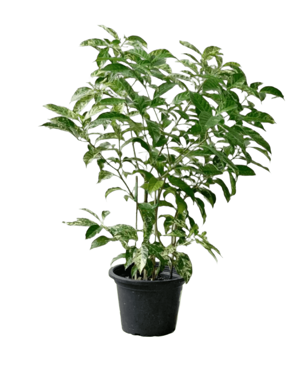 Gardenia Variegated - Potted plant - POTT - GARD - GRW - 3677 - Tumbleweed Plants - Online Plant Delivery Singapore