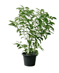 Gardenia Variegated - Potted plant - POTT - GARD - GRW - 3677 - Tumbleweed Plants - Online Plant Delivery Singapore