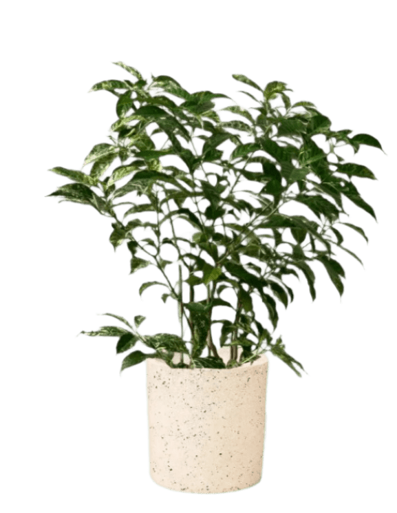 large white terrazzo cylinder planter