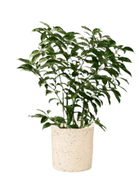 Gardenia Variegated - Potted plant - POTT - GARD - LRG - 4470 - Tumbleweed Plants - Online Plant Delivery Singapore