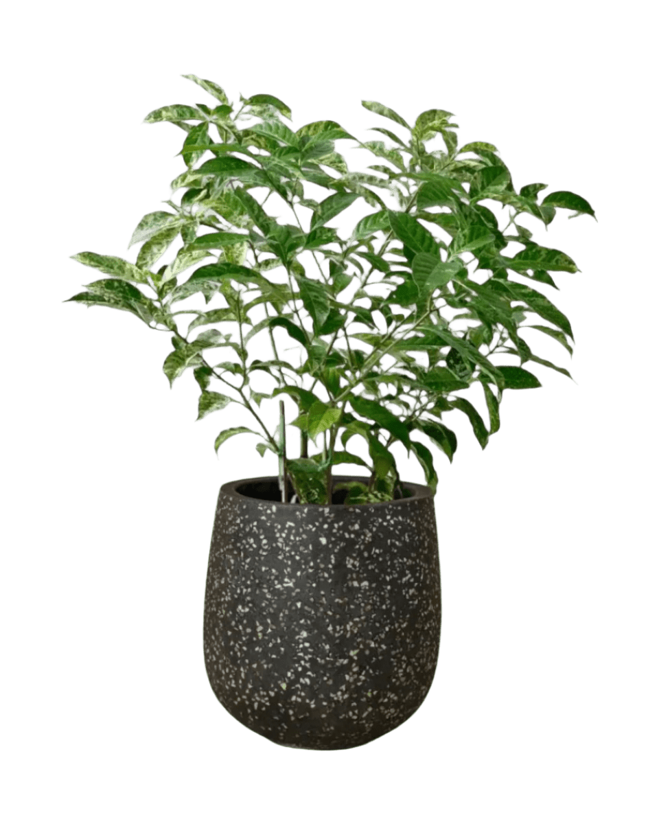 Gardenia Variegated - Potted plant - POTT - GARD - LTT - 3674 - Tumbleweed Plants - Online Plant Delivery Singapore