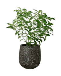 Gardenia Variegated - Potted plant - POTT - GARD - LTT - 3674 - Tumbleweed Plants - Online Plant Delivery Singapore