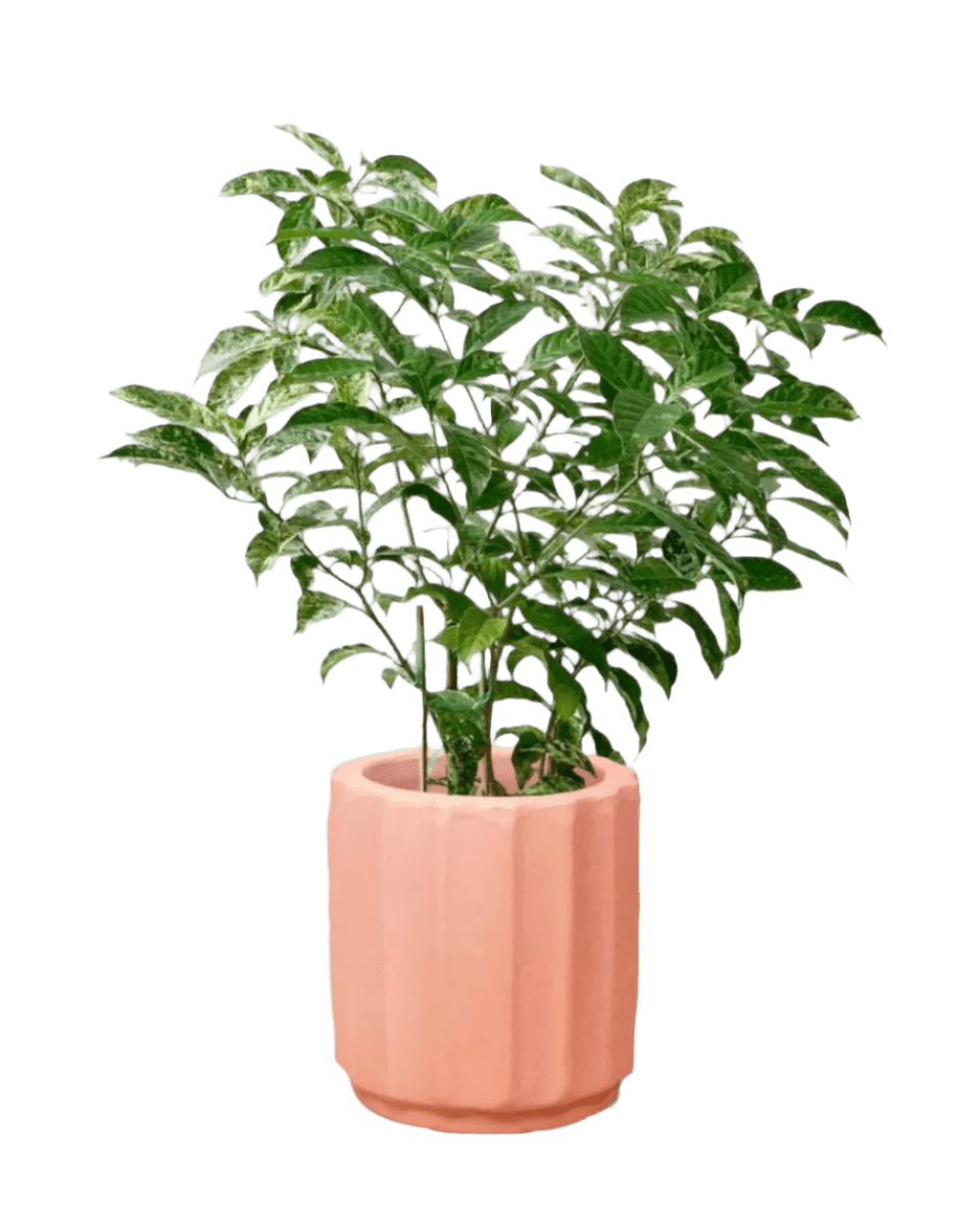 Gardenia Variegated - Potted plant - POTT - GARD - RMN - 3675 - Tumbleweed Plants - Online Plant Delivery Singapore