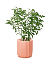 Gardenia Variegated - Potted plant - POTT - GARD - RMN - 3675 - Tumbleweed Plants - Online Plant Delivery Singapore