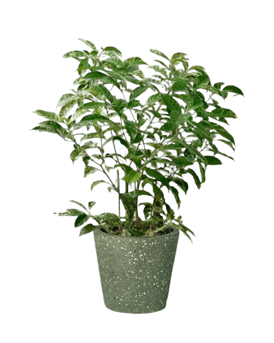 terrazzo pot - olive green