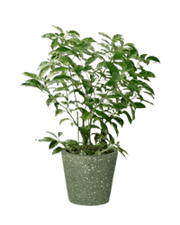 Gardenia Variegated - Potted plant - POTT - GARD - TRR - 3676 - Tumbleweed Plants - Online Plant Delivery Singapore