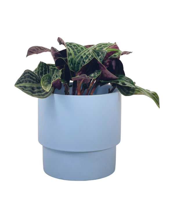 Geogenanthus Poeppigii - grow pot - Potted plant - Tumbleweed Plants - Online Plant Delivery Singapore