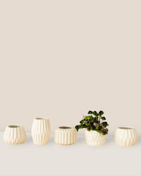 Geometric Mini Pots White - A - Pots - Tumbleweed Plants - Online Plant Delivery Singapore