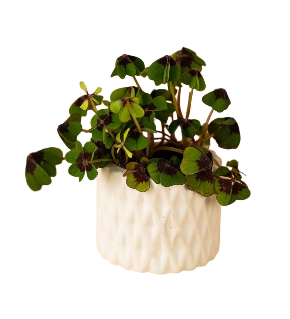 Geometric Mini Pots White - B - Pots - Tumbleweed Plants - Online Plant Delivery Singapore