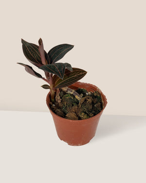 Giant Jewel Orchid - Potted plant - JUST - JEWE - 1939 - Tumbleweed Plants - Online Plant Delivery Singapore