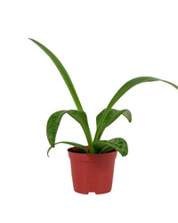 Giant Squill 'Drimiopsis Kirkii' - grow pot - Potted plant - Tumbleweed Plants - Online Plant Delivery Singapore