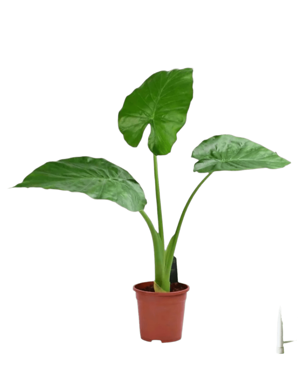 Giant Taro in a grow pot