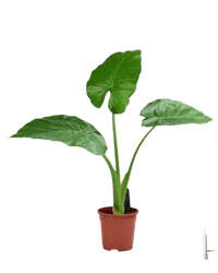 Giant Taro in a grow pot