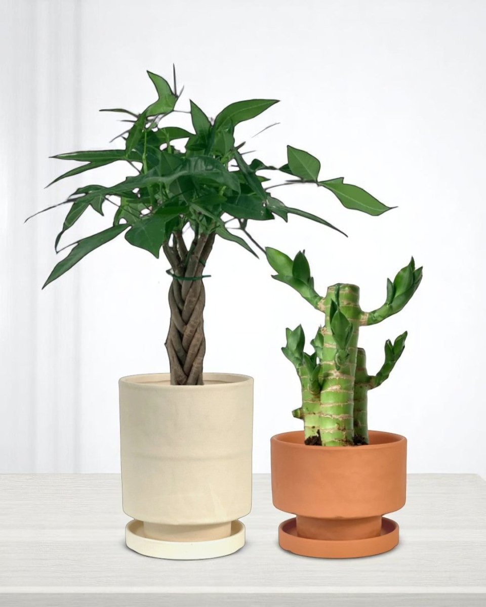 Gift - Ready Set - product - PROD - GIFT - 6941 - Tumbleweed Plants - Online Plant Delivery Singapore