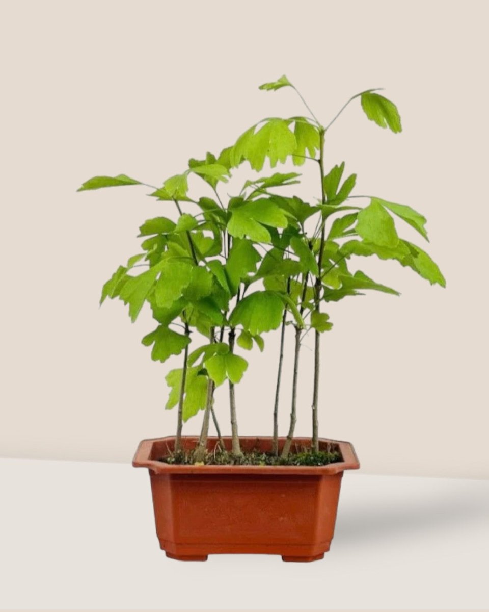 Gingko Biloba Bonsai - grow pot - Potted plant - Tumbleweed Plants - Online Plant Delivery Singapore