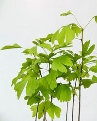 Gingko Biloba Bonsai - grow pot - Potted plant - Tumbleweed Plants - Online Plant Delivery Singapore