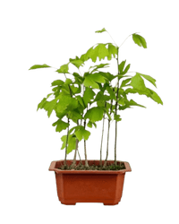 Gingko Biloba Bonsai - Potted plant - POTT - GING - GRW - 6275 - Tumbleweed Plants - Online Plant Delivery Singapore