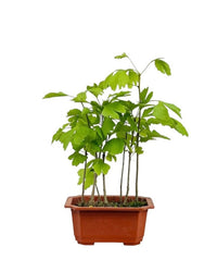 Gingko Biloba Bonsai - grow pot - Potted plant - Tumbleweed Plants - Online Plant Delivery Singapore