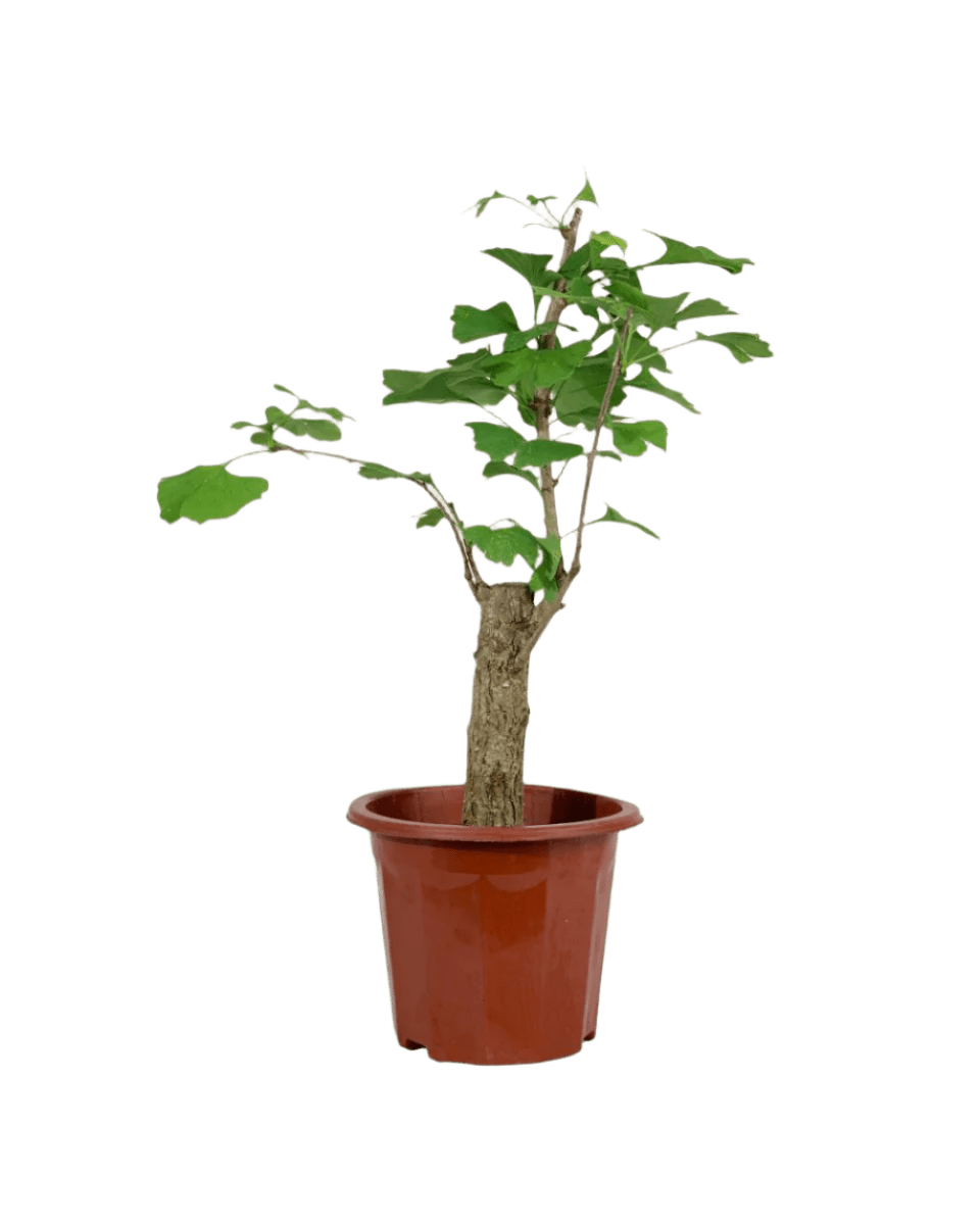 Ginkgo Biloba - Potted plant - POTT - GINK - GRW - 3609 - Tumbleweed Plants - Online Plant Delivery Singapore