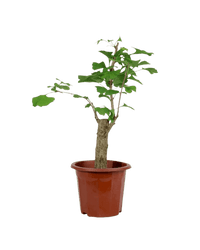 Ginkgo Biloba - Potted plant - POTT - GINK - GRW - 3609 - Tumbleweed Plants - Online Plant Delivery Singapore