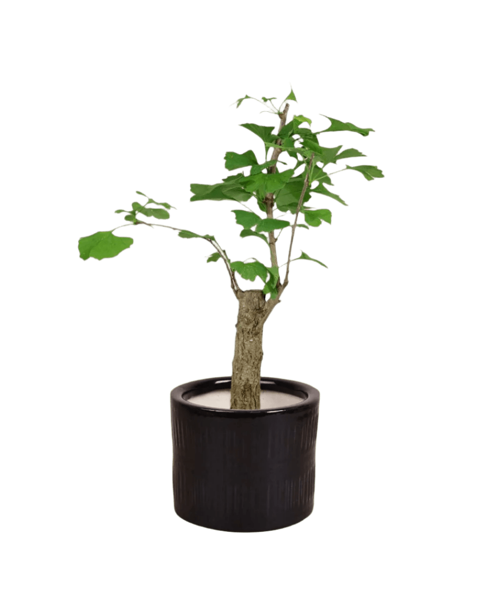 Ginkgo Biloba - Potted plant - POTT - GINK - PCK - 3608 - Tumbleweed Plants - Online Plant Delivery Singapore