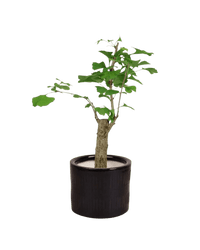 Ginkgo Biloba - Potted plant - POTT - GINK - PCK - 3608 - Tumbleweed Plants - Online Plant Delivery Singapore