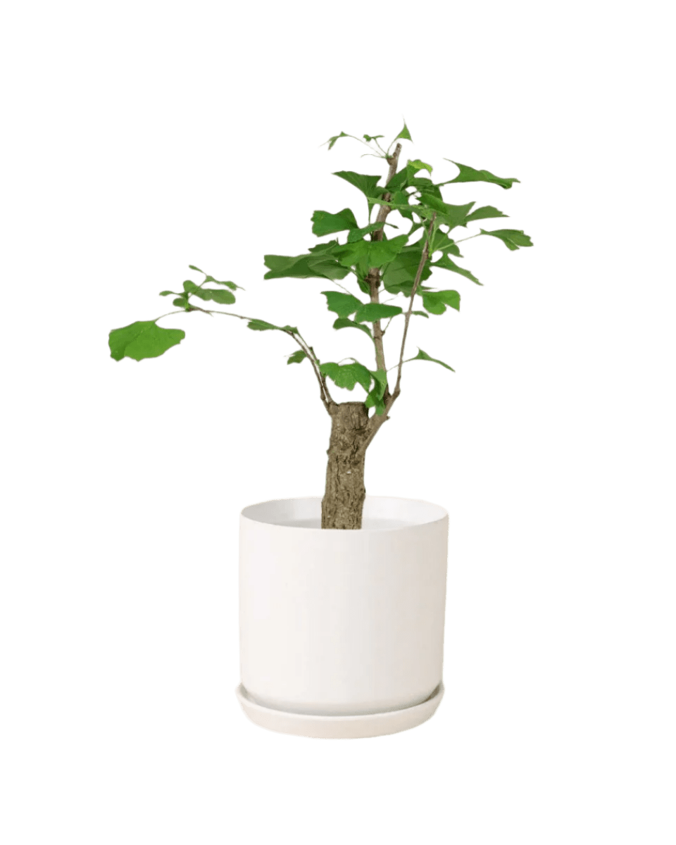 white cylinder pot