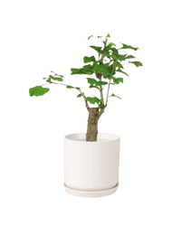 Ginkgo Biloba - Potted plant - POTT - GINK - WHT - 3607 - Tumbleweed Plants - Online Plant Delivery Singapore