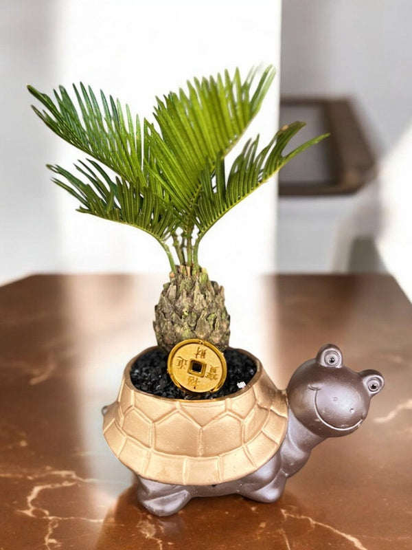 Golden Longevity Tortoise Sago - Plant Arrangement - PLAN - GOLD - 6729 - Tumbleweed Plants - Online Plant Delivery Singapore