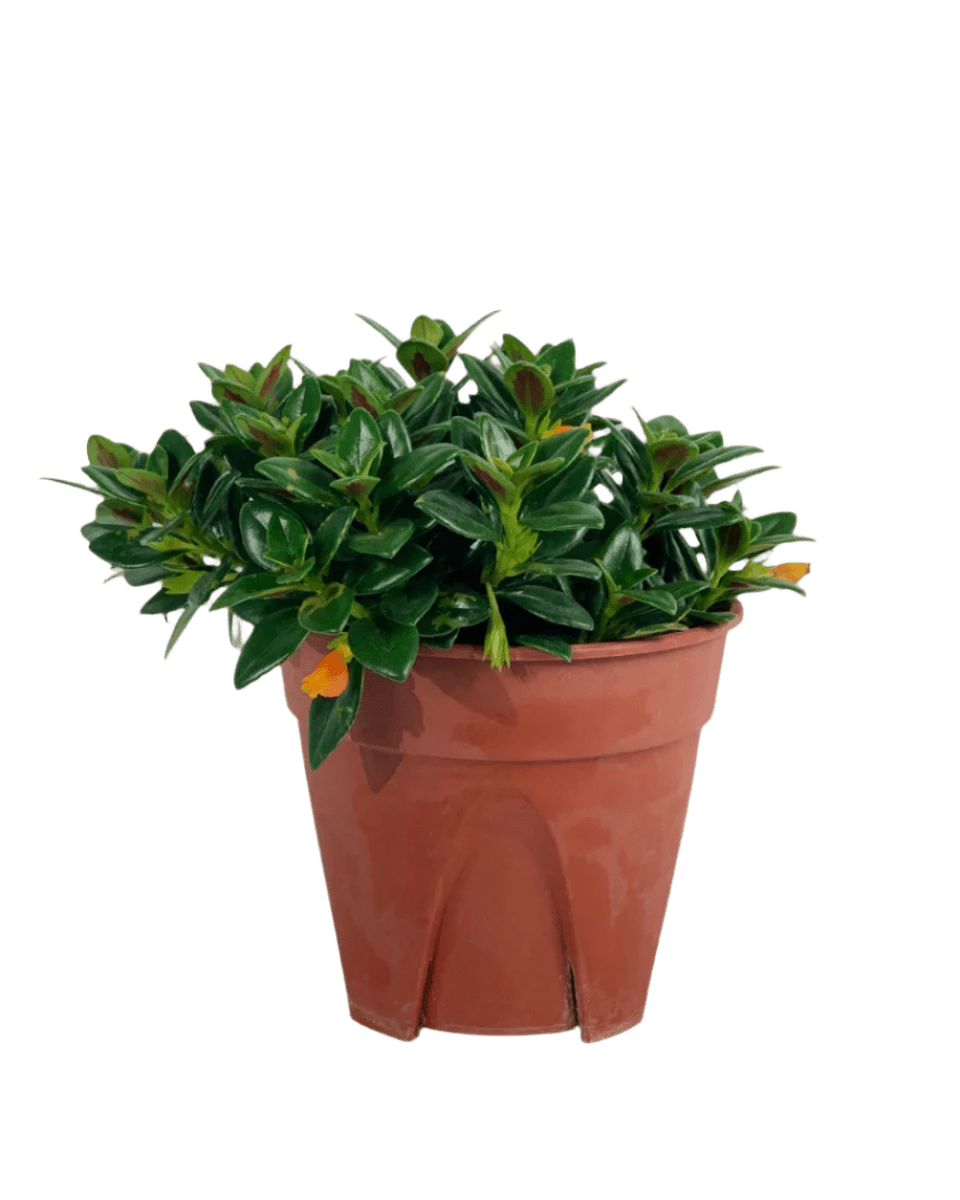 Goldfish Plant - Nematanthus - Potted plant - POTT - GOLD - GRW - 3616 - Tumbleweed Plants - Online Plant Delivery Singapore