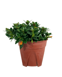 Goldfish Plant - Nematanthus - Potted plant - POTT - GOLD - GRW - 3616 - Tumbleweed Plants - Online Plant Delivery Singapore