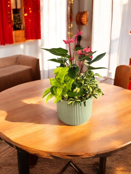 Good Fortune Plant Arrangement Jade Pot - Potted plant - POTT - GOOD - 6640 - Tumbleweed Plants - Online Plant Delivery Singapore