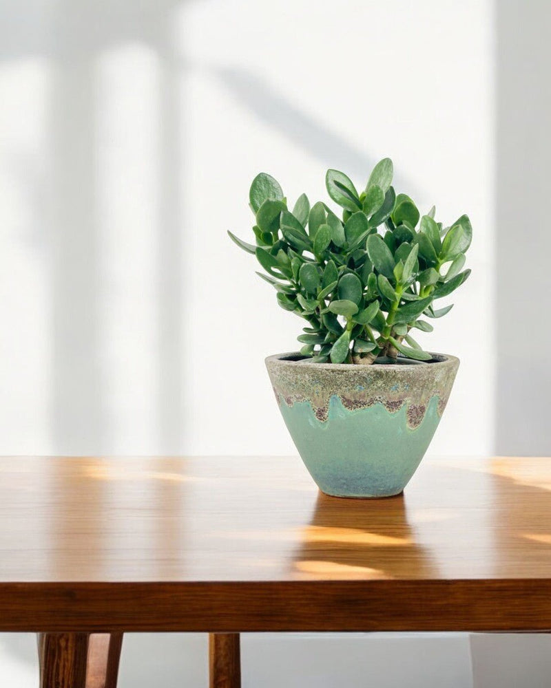 Green Crassula Ovata - Potted plant - POTT - GREE - GRW - 6061 - Tumbleweed Plants - Online Plant Delivery Singapore