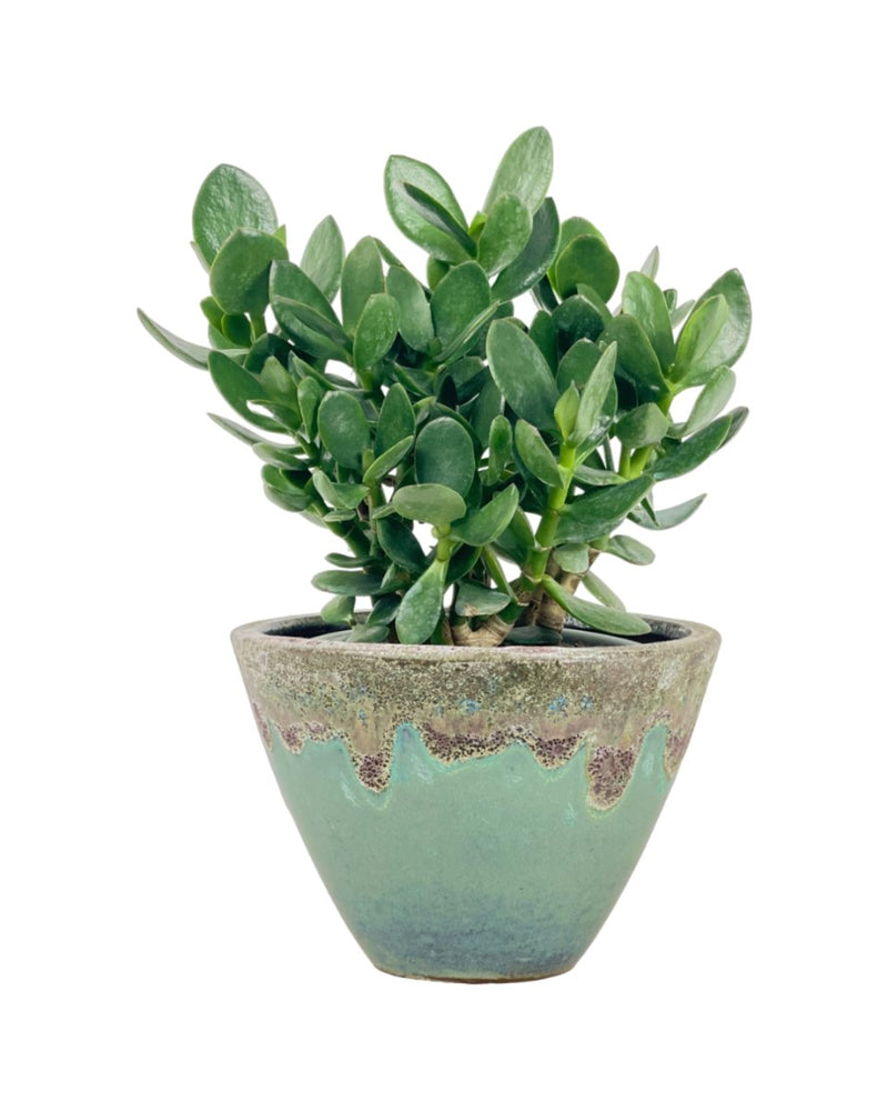 Green Crassula Ovata - grow pot - Potted plant - Tumbleweed Plants - Online Plant Delivery Singapore