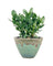 Green Crassula Ovata