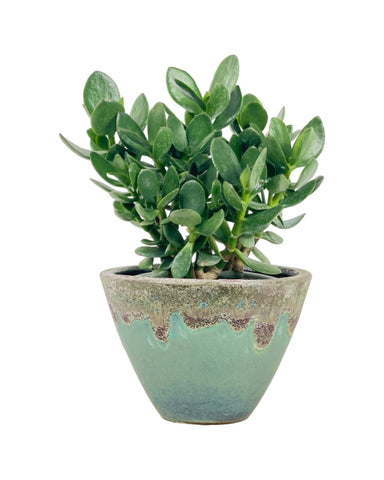 Green Crassula Ovata