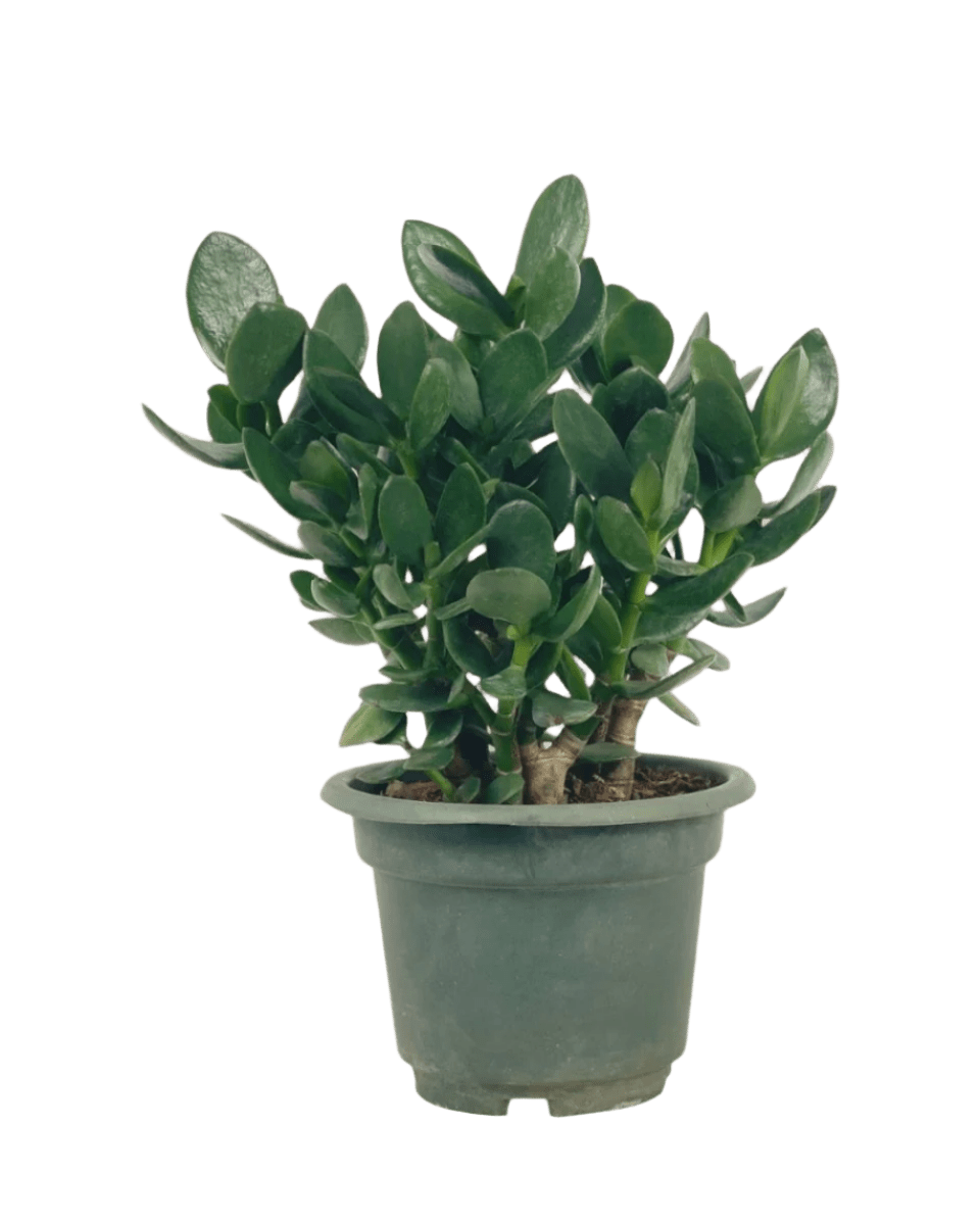 Green Crassula Ovata - Potted plant - POTT - GREE - GRW - 6061 - Tumbleweed Plants - Online Plant Delivery Singapore