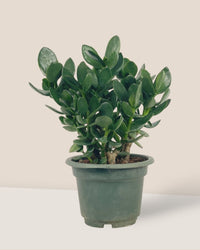 Green Crassula Ovata - grow pot - Potted plant - Tumbleweed Plants - Online Plant Delivery Singapore