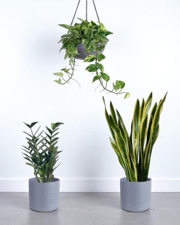Green Glow - Up - Plant Bundle - PROD - GREE - 7071 - Tumbleweed Plants - Online Plant Delivery Singapore