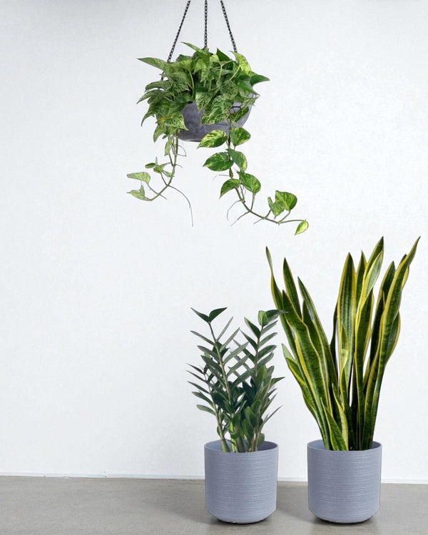 Green Glow - Up - Plant Bundle - PROD - GREE - 7071 - Tumbleweed Plants - Online Plant Delivery Singapore