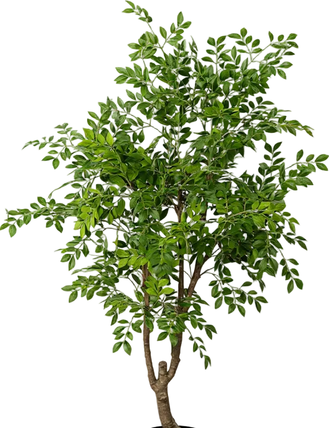 Chinese Money Tree (Life-like Artificial)