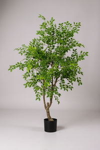Chinese Money Tree (Life-like Artificial) - Potted plant -  Tumbleweed Plants