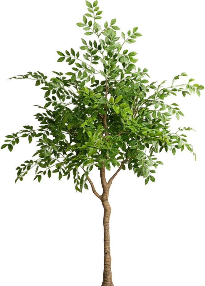 Chinese Money Tree (Life-like Artificial)