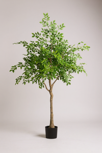 Chinese Money Tree (Life-like Artificial) - Potted plant -  Tumbleweed Plants
