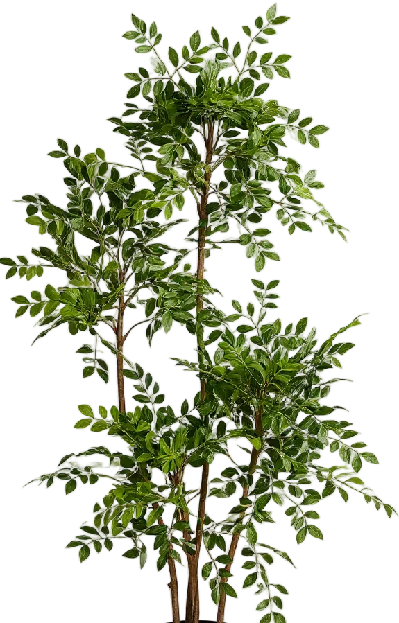 Chinese Money Tree (Life-like Artificial)