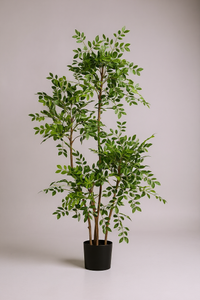 Chinese Money Tree (Life-like Artificial) - Potted plant -  Tumbleweed Plants