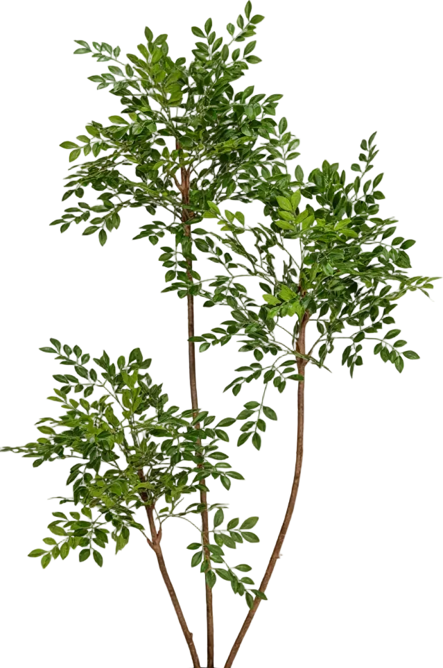 Chinese Money Tree (Life-like Artificial)