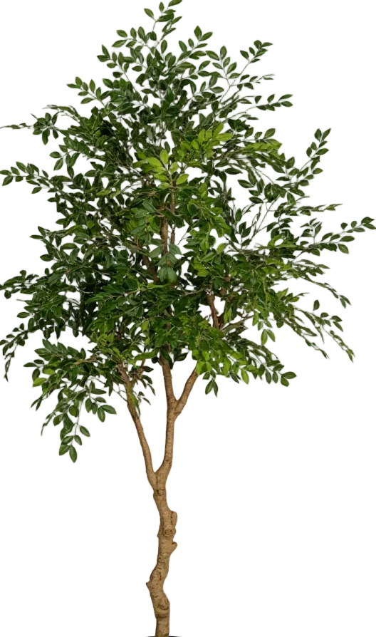 Chinese Money Tree (Life-like Artificial)