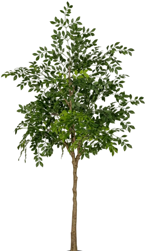 Chinese Money Tree (Life-like Artificial)