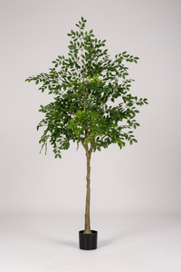 Chinese Money Tree (Life-like Artificial) - Potted plant -  Tumbleweed Plants